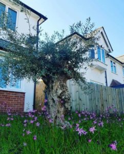 Landscaper in Kent